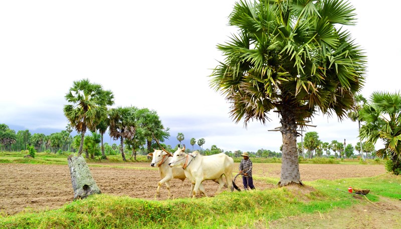 Cây[-]thốt[-]nốt[-]Bảy[-]Núi[-]trong[-]cơn[-]lốc[-]"tàn[-]phá”